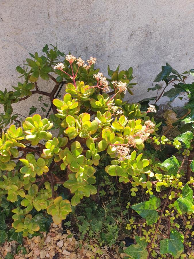 Casa Alex Villa Guardamar del Segura Dış mekan fotoğraf