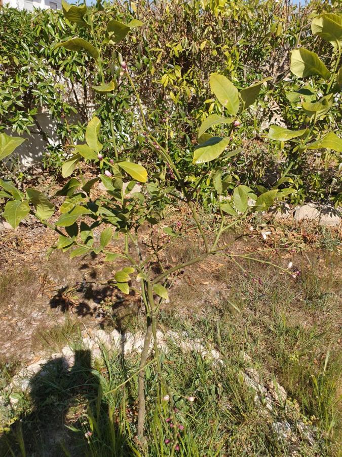 Casa Alex Villa Guardamar del Segura Dış mekan fotoğraf